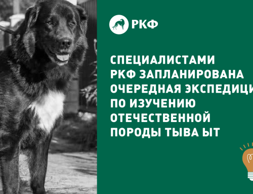 Специалистами РКФ запланирована очередная экспедиция по изучению отечественной породы тыва ыт