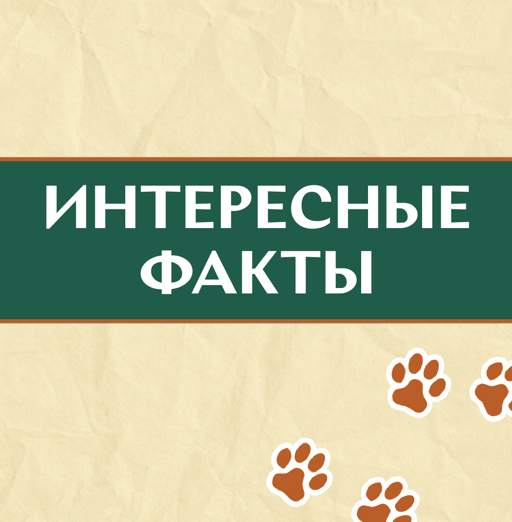 ФАКТЫ О СОБАКАХ