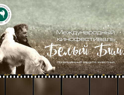 РКФ приняла участие в открытии Первого Международного кинофестиваля «Белый Бим»