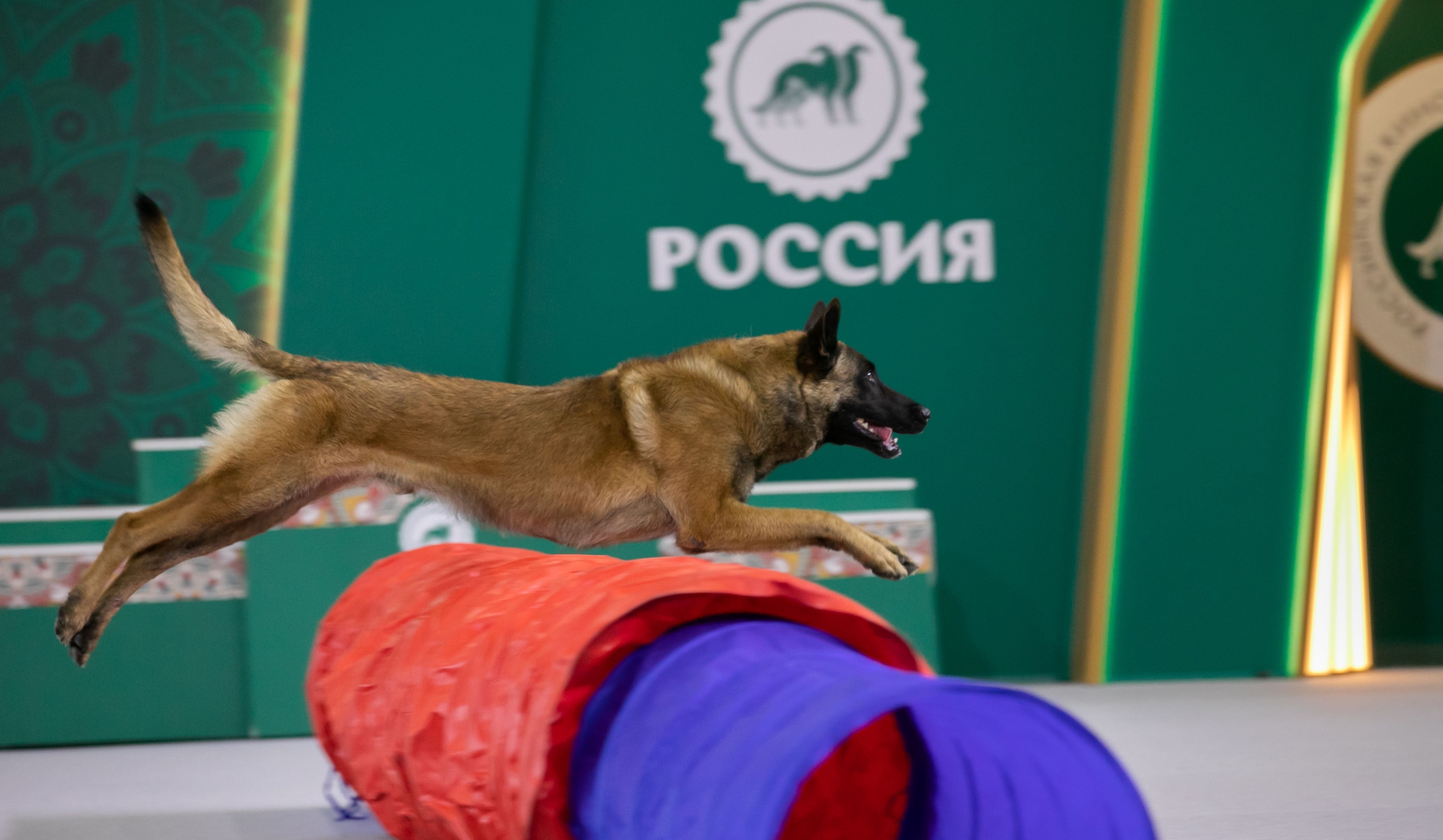Выставка собак Россия 2026 (15)