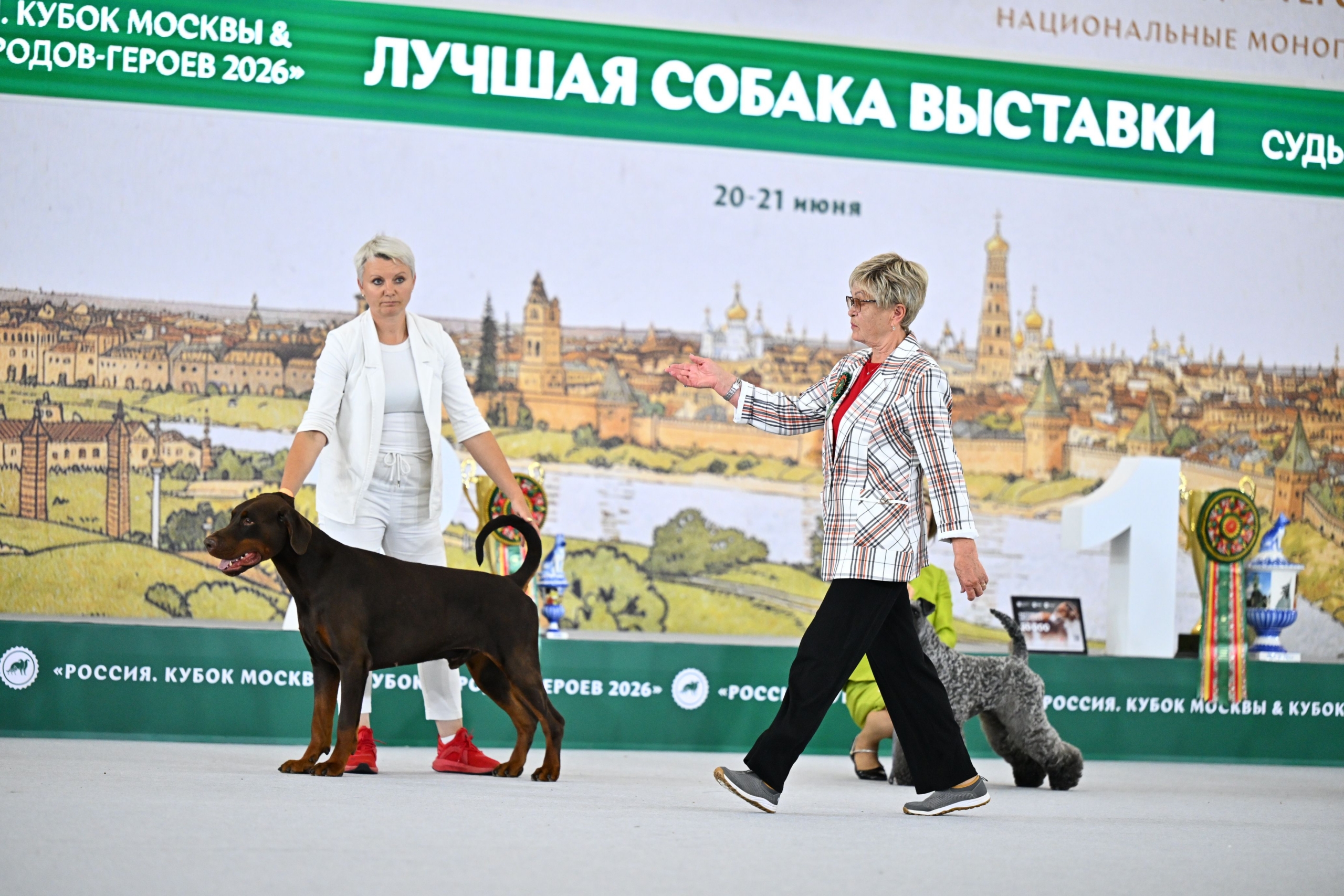 Выставка собак Россия 2026 (24)