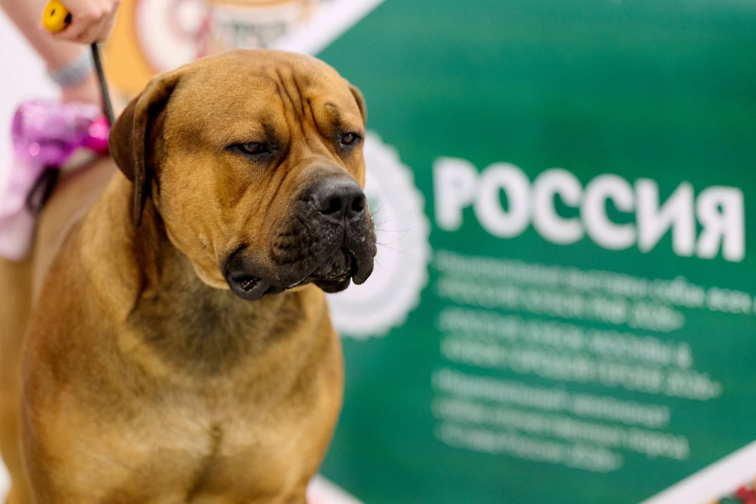 Выставка собак Россия 2026 (3)