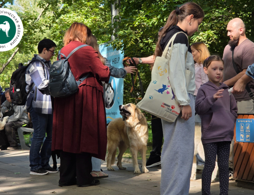 У каждой собаки должен быть ответственный владелец: в Москве прошел фестиваль фонда «Дарящие надежду»