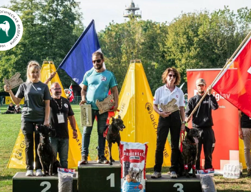 Чемпионат мира голландских овчарок в Словении