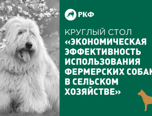 Круглый стол на «Золотой осени – 2026»: РКФ возрождает традицию применения фермерских собак в сельском хозяйстве