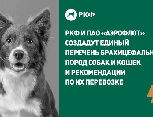 РКФ и ПАО «Аэрофлот» создадут единый перечень брахицефальных пород собак и кошек и рекомендации по их перевозке