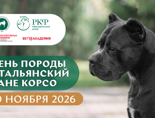 День породы Итальянский кане корсо