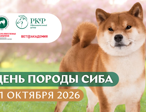 День породы Сиба