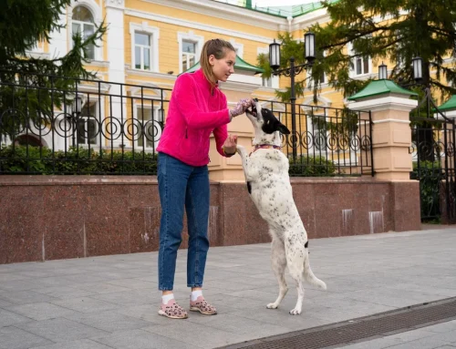 ПОЧЕМУ СОБАКА СЛУШАЕТСЯ ДОМА, НО ЗАБЫВАЕТ ВСЕ КОМАНДЫ НА УЛИЦЕ